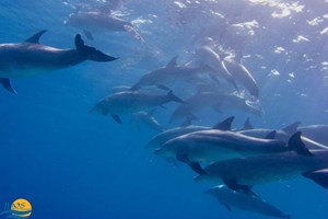 Dolphins and Whalesharks 